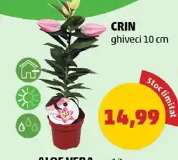 Penny Crin Ofertă