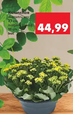 Kaufland Kalanchoe Ofertă