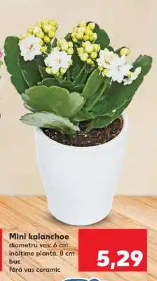 Kaufland Mini kalanchoe Ofertă