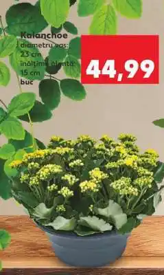 Kaufland Kalanchoe Ofertă