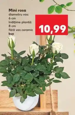 Kaufland Mini rosa Ofertă