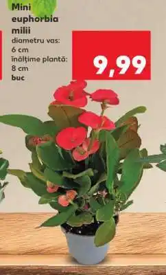 Kaufland Mini euphorbia milii Ofertă