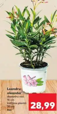 Kaufland Leandru-oleander Ofertă
