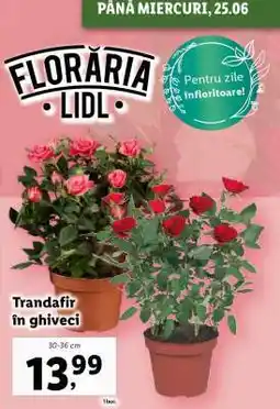 Lidl Trandafir în ghiveci Ofertă