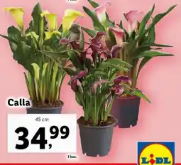 Lidl Calla Ofertă