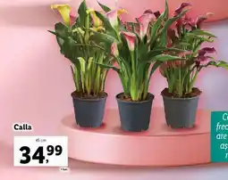 Lidl Calla Ofertă