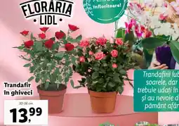 Lidl Trandafir în ghiveci Ofertă
