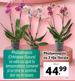 Lidl Phalaenopsis cu 2 tije florale Ofertă