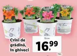 Lidl Crini de grădină, în ghiveci Ofertă
