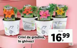 Lidl Crini de grădină, în ghiveci Ofertă