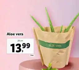 Lidl Aloe Vera Ofertă
