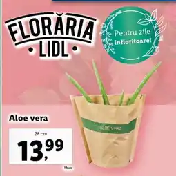 Lidl Aloe Vera Ofertă