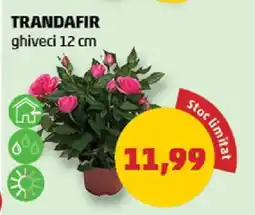 Penny TRANDAFIR Ofertă
