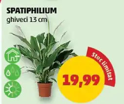 Penny Spatiphilium Ofertă