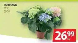 Auchan Hortensie Ofertă