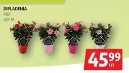 Auchan Dipladenia Ofertă