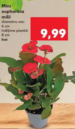 Kaufland Mini euphorbia milii Ofertă