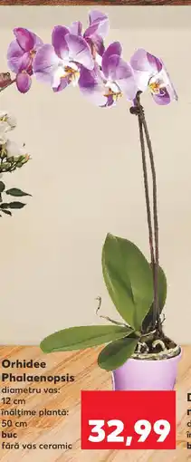 Kaufland Orhidee Phalaenopsis Ofertă