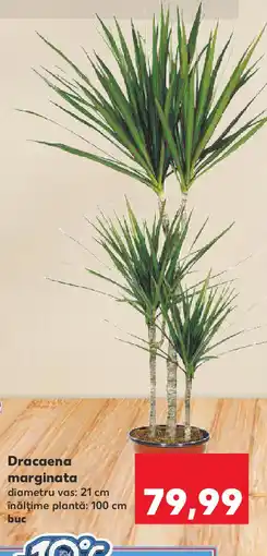 Kaufland Dracaena marginata Ofertă