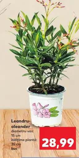 Kaufland Leandru- oleander Ofertă