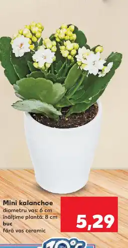 Kaufland Mini kalanchoe Ofertă