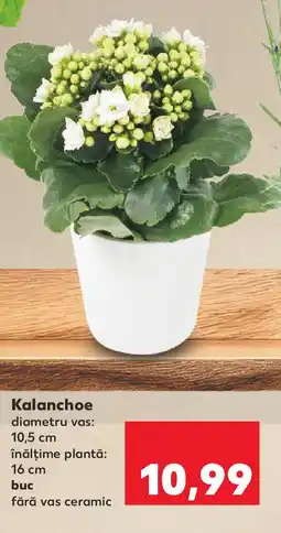 Kaufland Kalanchoe Ofertă