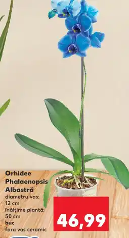 Kaufland Orhidee Phalaenopsis Albastră Ofertă