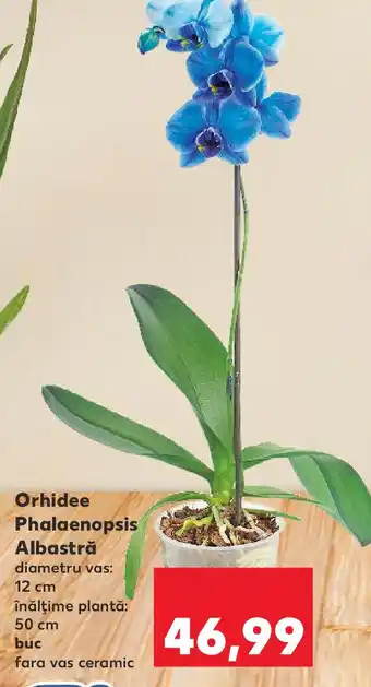 Kaufland Orhidee Phalaenopsis Albastră Ofertă