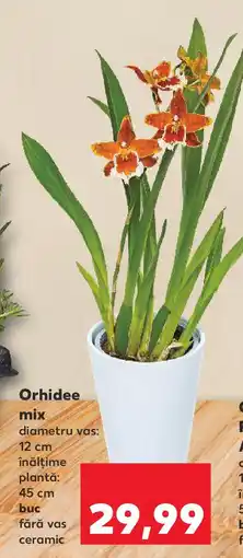 Kaufland Orhidee mix Ofertă