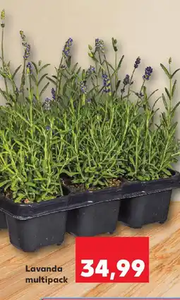Kaufland Lavanda multipack Ofertă