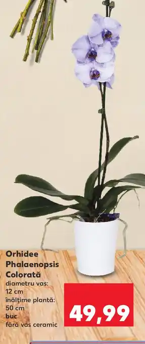 Kaufland Orhidee Phalaenopsis Colorată Ofertă
