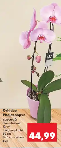 Kaufland Orhidee Phalaenopsis cascadă Ofertă