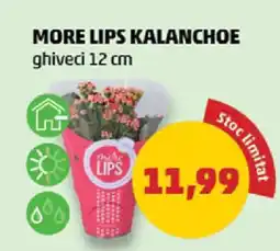 Penny MORE LIPS KALANCHOE Ofertă