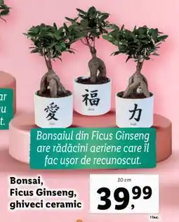 Lidl Bonsai, Ficus Ginseng, ghiveci ceramic Ofertă