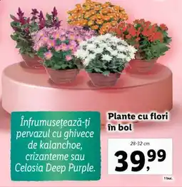 Lidl Plante cu flori în bol Ofertă