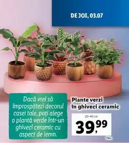 Lidl Plante verzi în ghiveci ceramic Ofertă