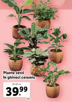 Lidl Plante verzi în ghiveci ceramic Ofertă