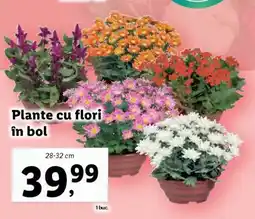 Lidl Plante cu flori în bol Ofertă