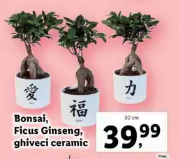 Lidl Bonsai, Ficus Ginseng, ghiveci ceramic Ofertă