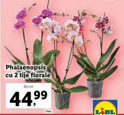 Lidl Phalaenopsis cu 2 tije florale Ofertă
