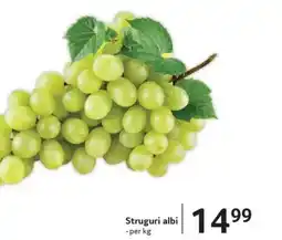 Selgros Struguri albi Ofertă