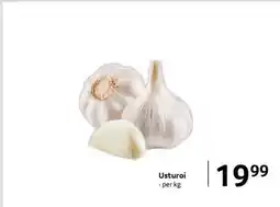 Selgros Usturoi Ofertă