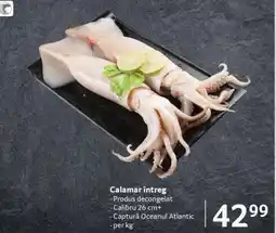 Selgros Calamar întreg Ofertă