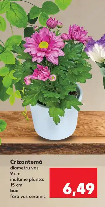 Kaufland Crizantemă Ofertă