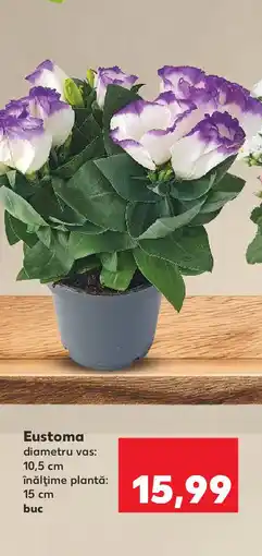 Kaufland Eustoma Ofertă