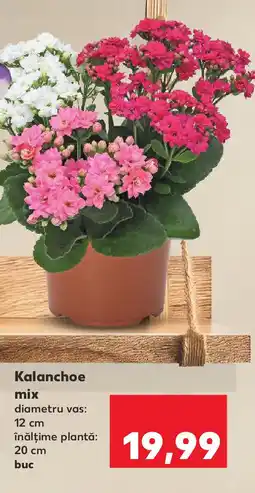 Kaufland Kalanchoe mix Ofertă