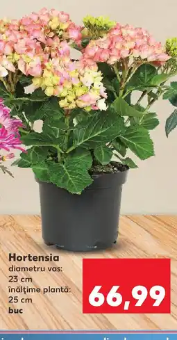 Kaufland Hortensia Ofertă