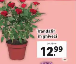 Lidl Trandafir în ghiveci Ofertă