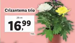 Lidl Crizantema trio Ofertă