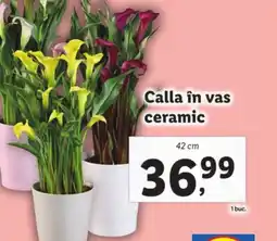 Lidl Calla în vas ceramic Ofertă